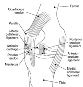 Schematic illustration of the uncrossed-doubled patellar tendon. Of