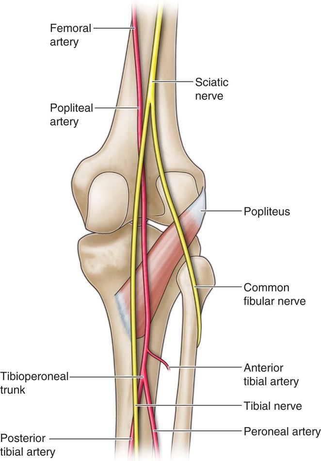 popliteal artery and common fib n. 1